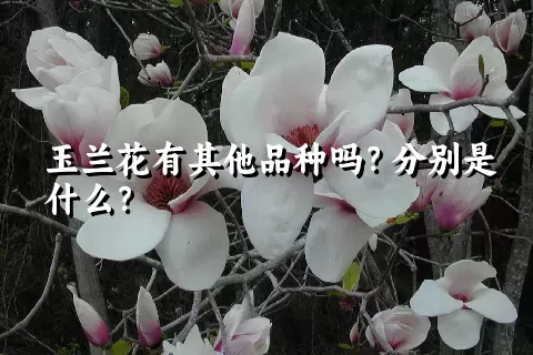 玉兰花有其他品种吗？分别是什么？