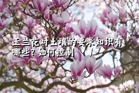 玉兰花对土壤的要求知识有哪些？如何控制