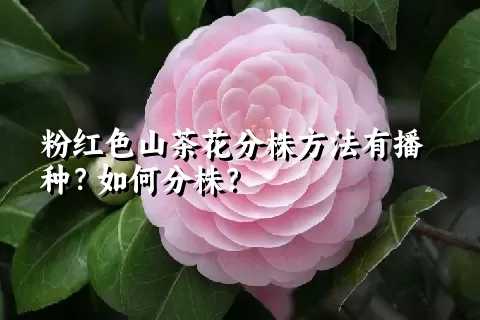 粉红色山茶花分株方法有播种？如何分株？