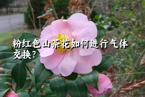 粉红色山茶花如何进行气体交换？