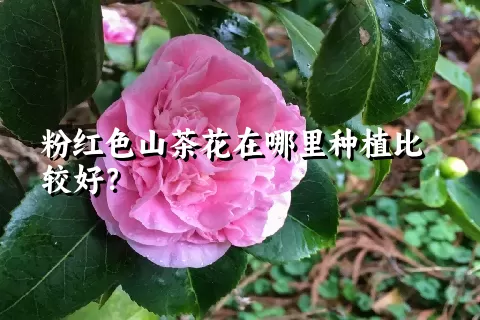 粉红色山茶花在哪里种植比较好？