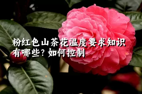 粉红色山茶花温度要求知识有哪些？如何控制