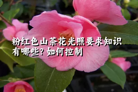 粉红色山茶花光照要求知识有哪些？如何控制