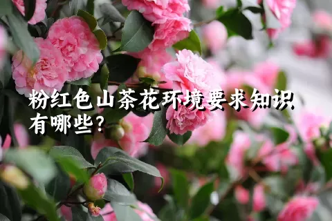 粉红色山茶花环境要求知识有哪些？