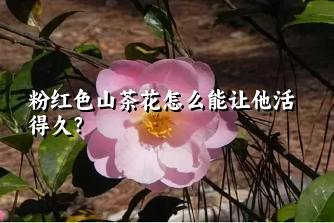 粉红色山茶花怎么能让他活得久？