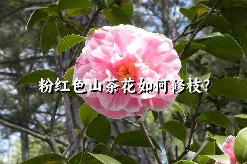 粉红色山茶花如何修枝？