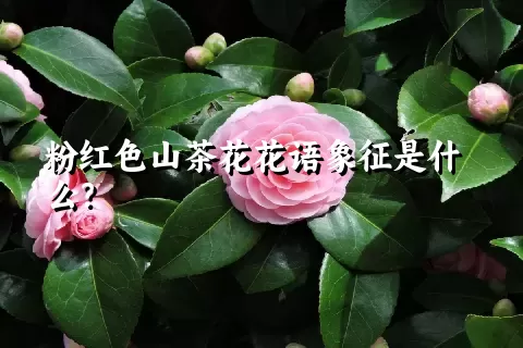 粉红色山茶花花语象征是什么？