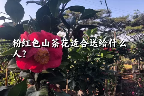 粉红色山茶花适合送给什么人？