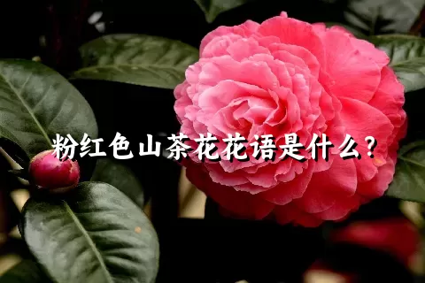 粉红色山茶花花语是什么？