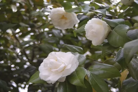 白色山茶花