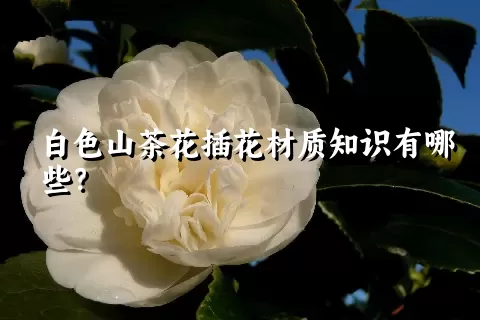 白色山茶花插花材质知识有哪些？