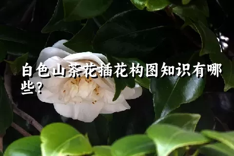 白色山茶花插花构图知识有哪些？