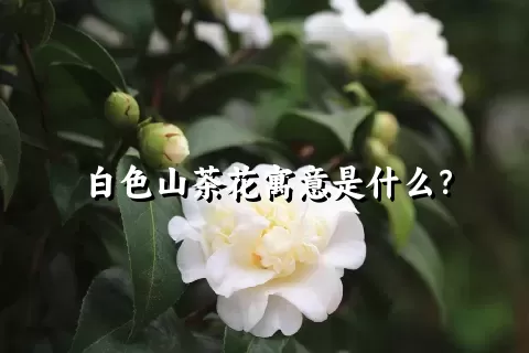 白色山茶花寓意是什么？