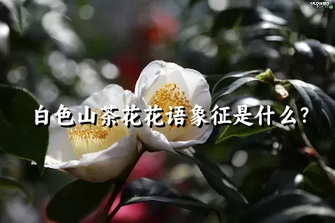 白色山茶花花语象征是什么？