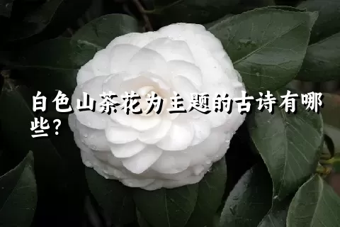 白色山茶花为主题的古诗有哪些？