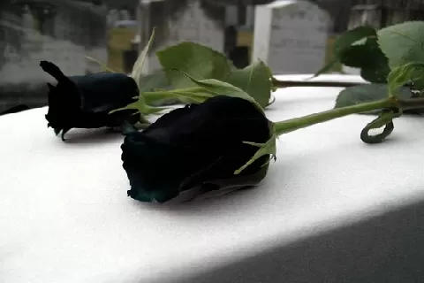 黑色月季花