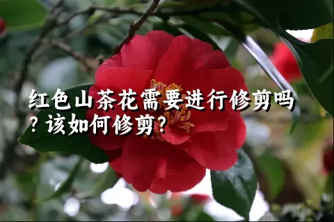红色山茶花需要进行修剪吗？该如何修剪？