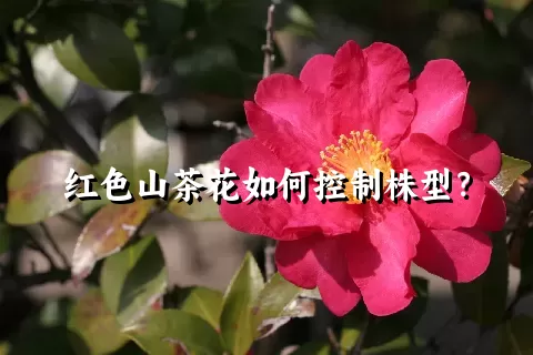红色山茶花如何控制株型？