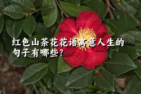 红色山茶花花语寓意人生的句子有哪些？
