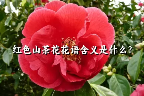 红色山茶花花语含义是什么？
