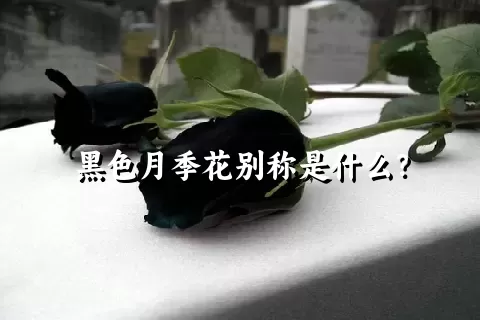 黑色月季花别称是什么？