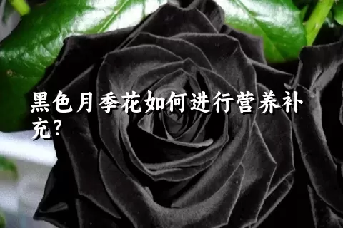 黑色月季花如何进行营养补充？