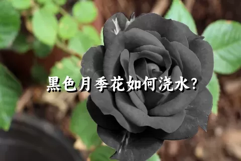 黑色月季花如何浇水？