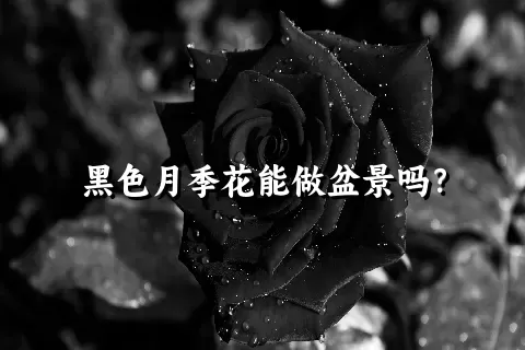 黑色月季花能做盆景吗？