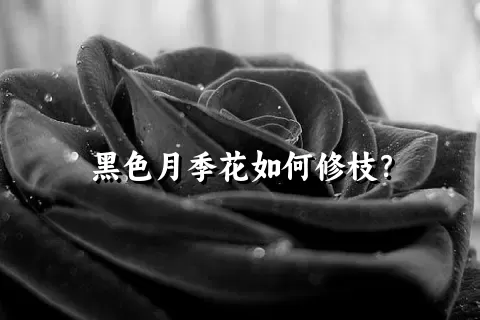 黑色月季花如何修枝？