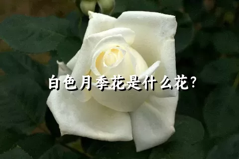 白色月季花是什么花？