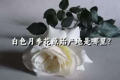 白色月季花原始产地是哪里？