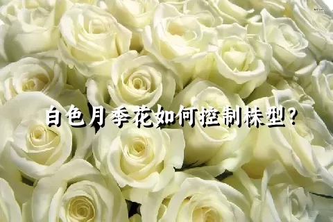 白色月季花如何控制株型？