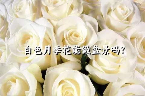 白色月季花能做盆景吗？
