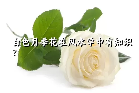 白色月季花在风水学中有知识？