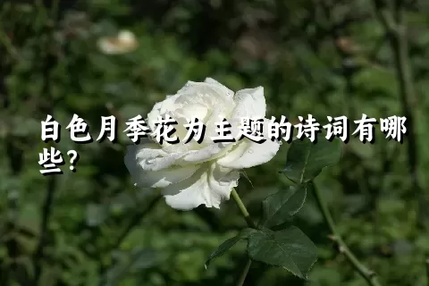 白色月季花为主题的诗词有哪些？