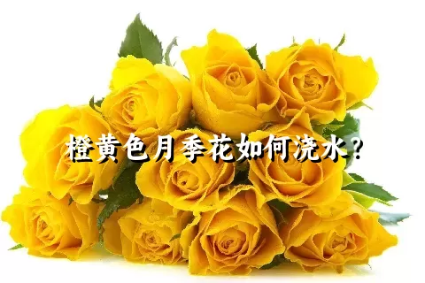 橙黄色月季花如何浇水？