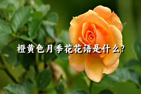 橙黄色月季花花语是什么？