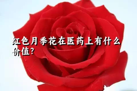 红色月季花在医药上有什么价值？