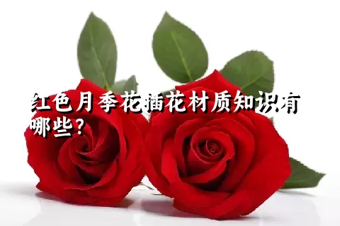 红色月季花插花材质知识有哪些？