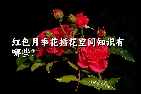 红色月季花插花空间知识有哪些？