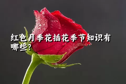 红色月季花插花季节知识有哪些？