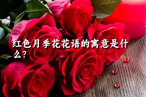 红色月季花花语的寓意是什么？