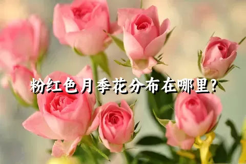 粉红色月季花分布在哪里?