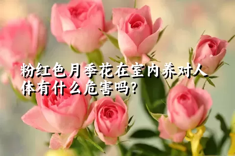 粉红色月季花在室内养对人体有什么危害吗？