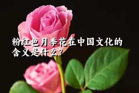 粉红色月季花在中国文化的含义是什么？