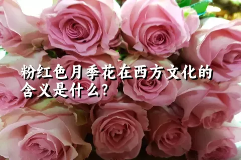 粉红色月季花在西方文化的含义是什么？