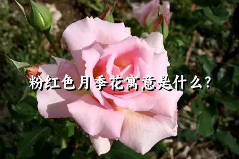 粉红色月季花寓意是什么？