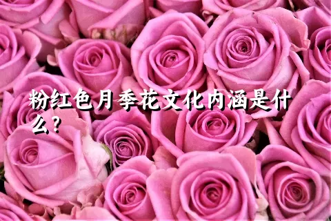 粉红色月季花文化内涵是什么？