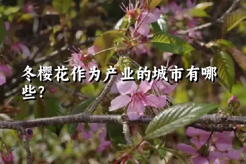 冬樱花作为产业的城市有哪些？