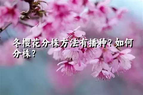 冬樱花分株方法有播种？如何分株？